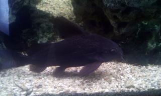 Synodontis eupterus 1/1