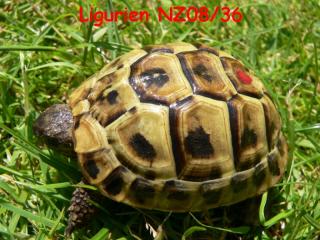 Ligurische Landschildkröten Testudo hermanni hermanni Italien NZ08/09