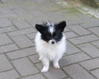 Papillon Welpen, 11 Wochen alt