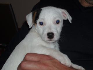 Jack Russell Terrier Welpen