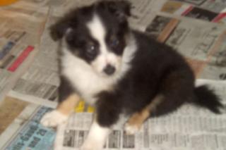 Sheltie -Rüden Zwergcollie