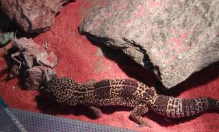 Geben männl. Leopardgecko 3 Jahre ab.