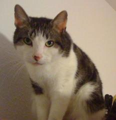 Kater Mumpitz vermisst