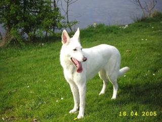 Weisse Schaeferhund welpen