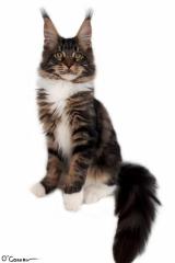 Traumhafte Maine Coon Kitten der seltenen Extraklasse