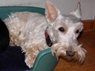 Suche Rüde Scottish-Terrier Schwarz für Decken