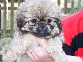 Süße Pekinese-Welpen 8 Wochen zu verkaufen 200, -