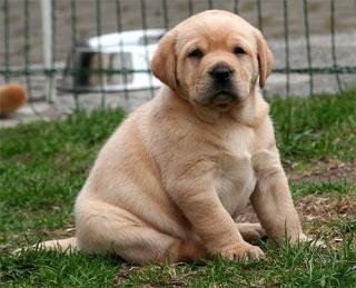 Gelbe Labrador REtriever Welpen