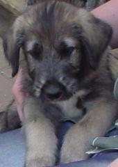 Irish Wolfhound Welpen