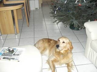 Ringo Golden Retriever sucht .