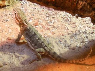 Zwergbartagame