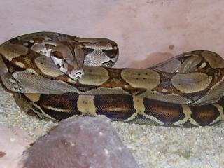 Boa c. imperator