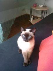Wunderhübschen Siam Deckkater mit erfahrung
