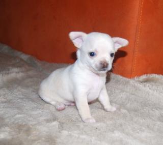 Reinrassige Chihuahuawelpen