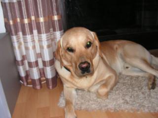 Junger Labrador-Golden Retriever Mischling abzugeben