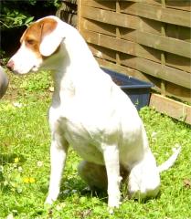 Mischlingshündin Dt. Pointer sucht ein neues Zuhause