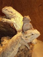2. 2 Pogona vitticeps abzugeben