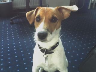 Junger Parson Jack Russell sucht.