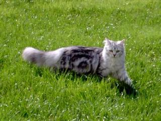 Siebirische -Katze