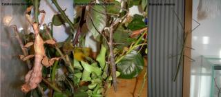 Extatosoma tiaratum, Medauroidea extradentata, Ramulus artemis