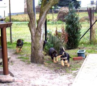 Schäferhundwelpen, rein DDR /blütig in schwarzbraun