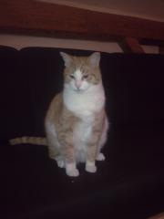 Schmusekater sucht neuen Wirkungskreis