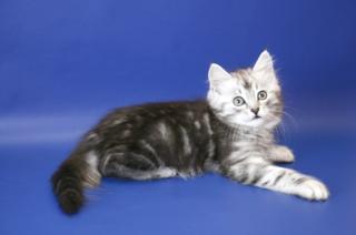 Sibirische Katzen aus Russland