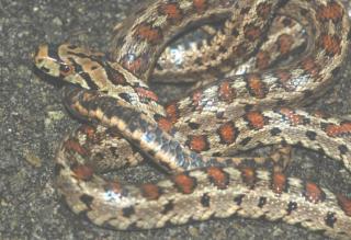 Leopardnatter