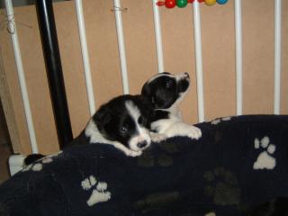 Border collie Welpen schwarz/weiss geb. 2. 5. 2021