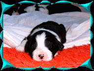 Bearded Collies of Ram and Taurus haben Welpen