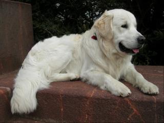 Blonder Golden Retriever Deckrüde Internationaler Jugend Champion 2021