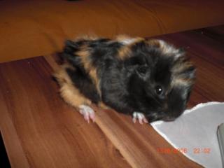 Meerschweinchenbabys abzugeben