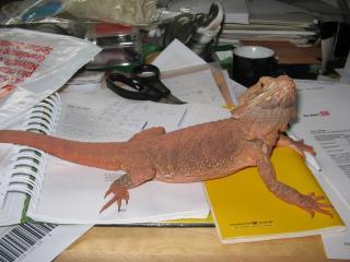 Bartagame 1. 0