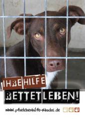 Pfötchenhilfe Rhodos sucht Pflegestellen