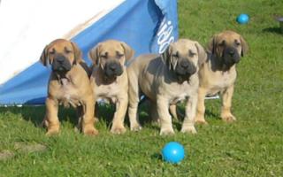 Fila Brasileiro Welpen