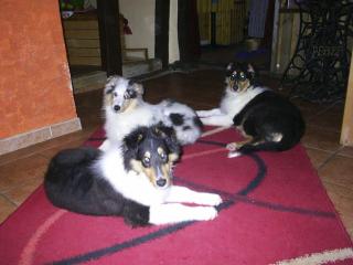 2 supersüße Colliewelpen Rüden