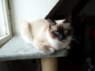 Deckkater Siam