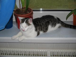 Suche ein Jungen Roten Kater