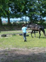 Suche mobilen Westernreitlehrer