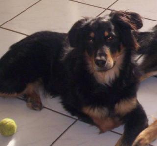 Schäferhund-Mix