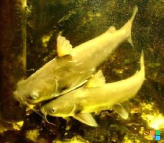 2xHexanematichthys Arius seemanii, Kreuzwelse