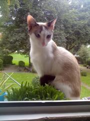 Suche Dezkkater
