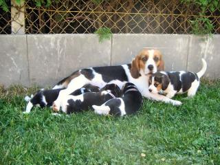 BEAGLE JACK RUSSEL