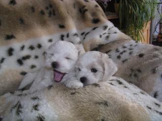 Bichon Fris Welpen
