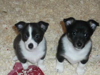 Jack Russel Mischlingswelpen mit Shelti