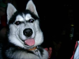 Sibirien Husky weibchen 7 Mon. mit papiere Stubenrein 400Euro VB
