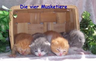 Bunte Britenbärchen stellen sich vor