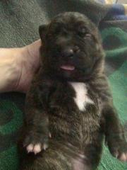 Dogo/Presa Canario Welpen