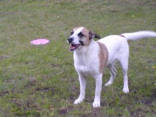 Jack Russel Mix sucht dringend ein neues Zuhause