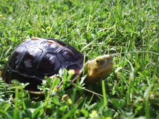 BOXTURTLES - DOSENSCHILDKROTEN